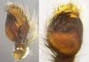 Pellenes nigrociliatus